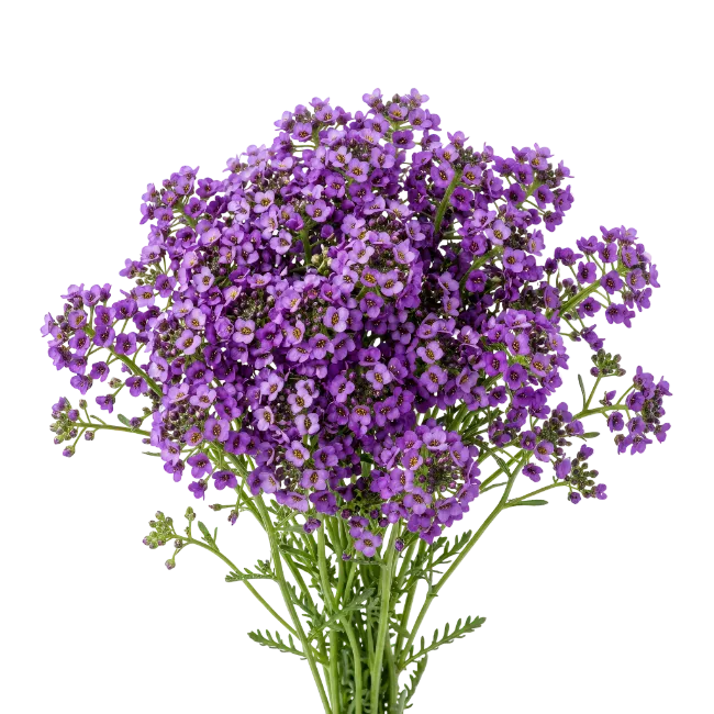Vibrant Purple Alyssum Flowers Bouquet