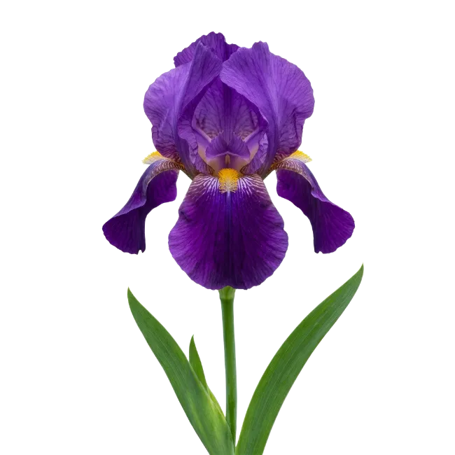 Vibrant Purple Iris Flower