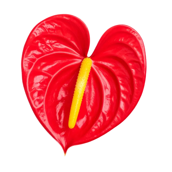 Vibrant Red Anthurium Flower with Yellow Spadix