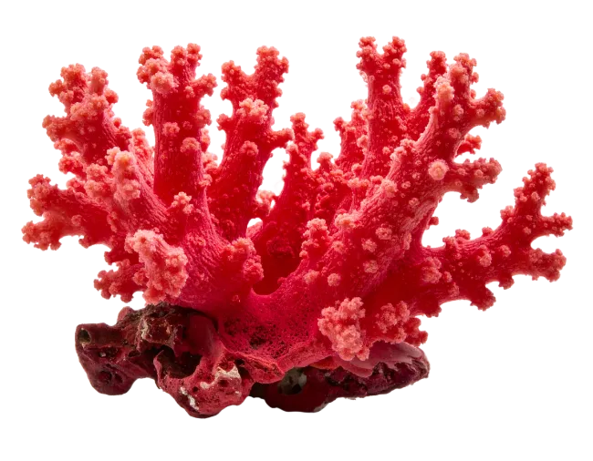 Vibrant Red Coral Specimen on Dark Rock Base