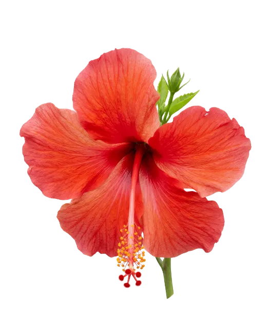 Vibrant Red Hibiscus Flower Blossom