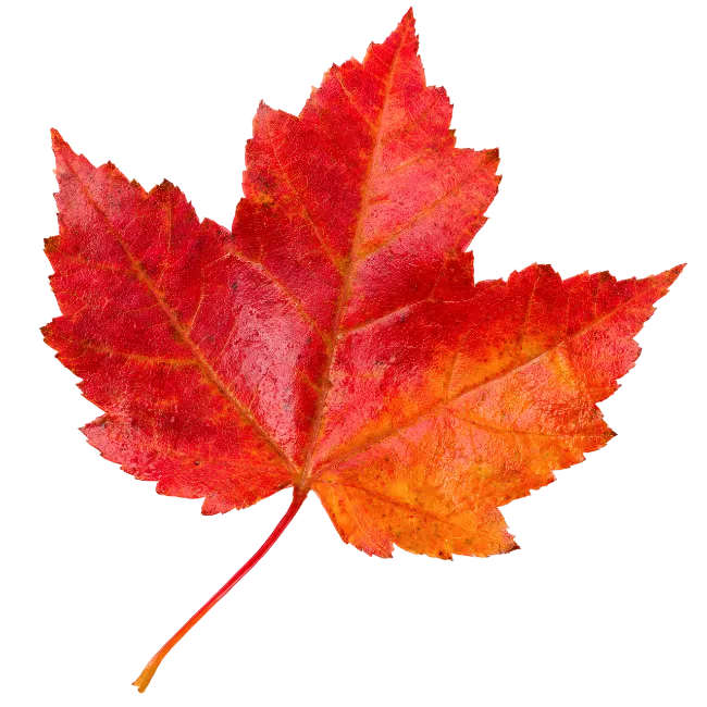 Vibrant Red Maple Leaf Isolated
