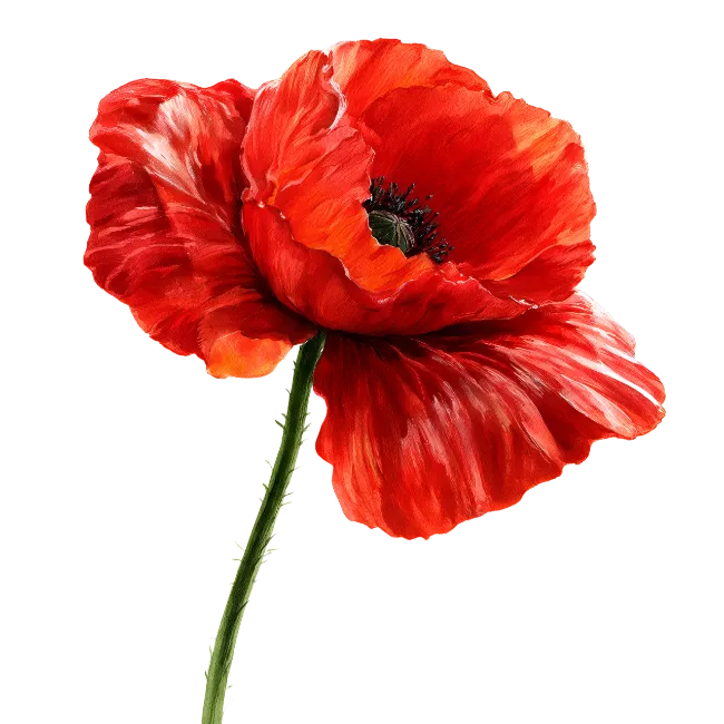 Vibrant Red Poppy Flower Illustration