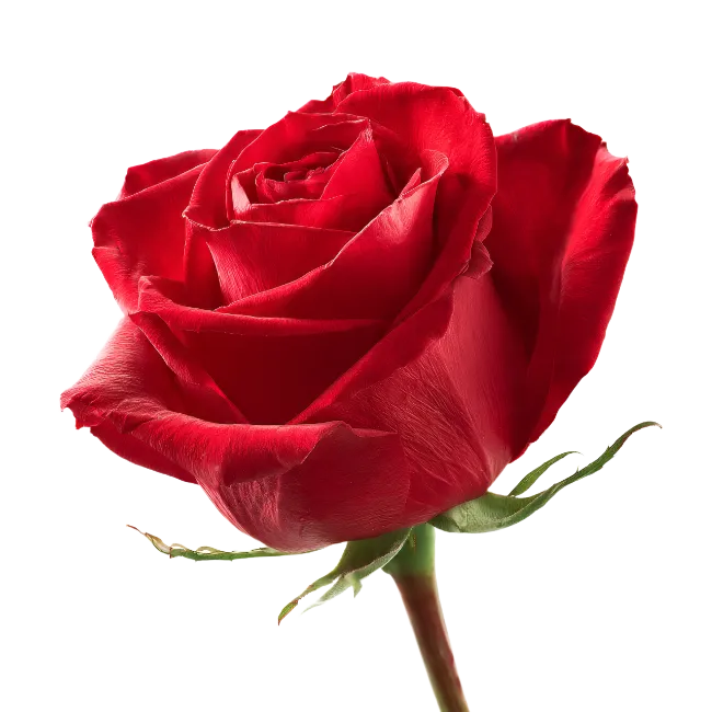Vibrant Red Rose Flower Bloom