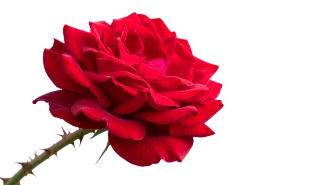 Vibrant Red Rose Flower with Stem and Thorns