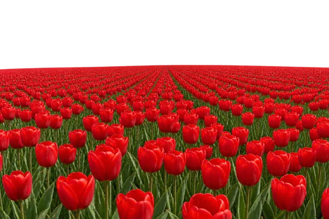 Vibrant Red Tulip Field in Full Bloom