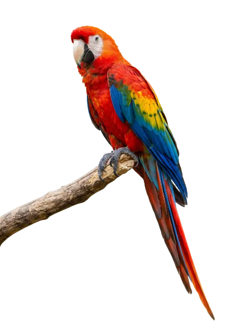 Vibrant Scarlet Macaw Parrot Perched on Branch