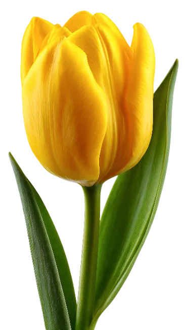 Vibrant Yellow Tulip Flower with Green Leaves