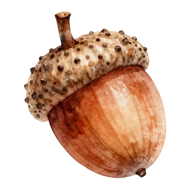 Watercolor Acorn Illustration