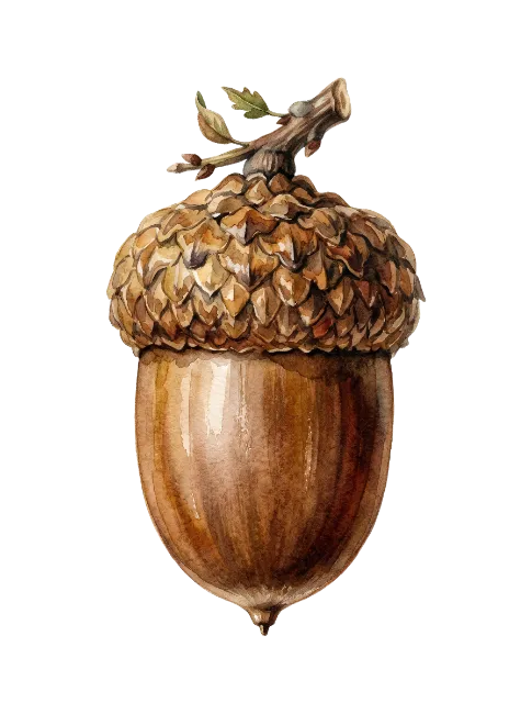 Watercolor Acorn Illustration