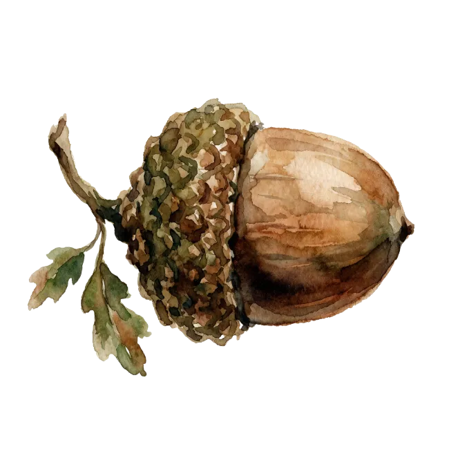 Watercolor Acorn with Leaves