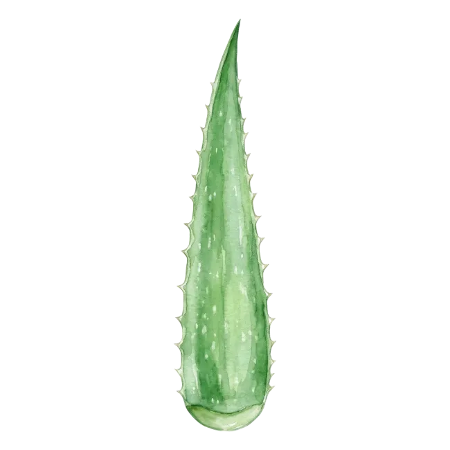 Watercolor Aloe Vera Leaf Illustration