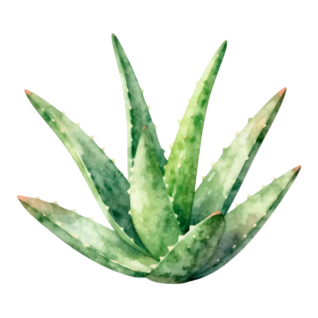 Watercolor Aloe Vera Plant Illustration