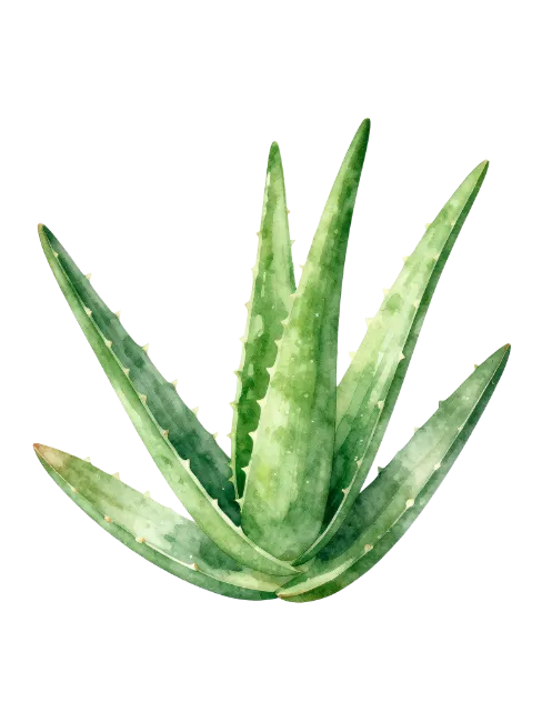 Watercolor Aloe Vera Plant Leaves Illustration