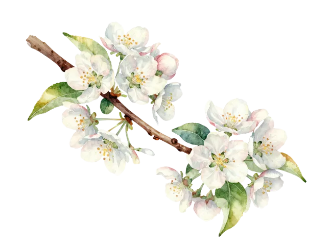 Watercolor Apple Blossom Branch
