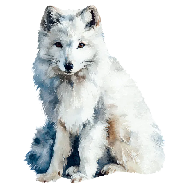 Watercolor Arctic Fox Illustration