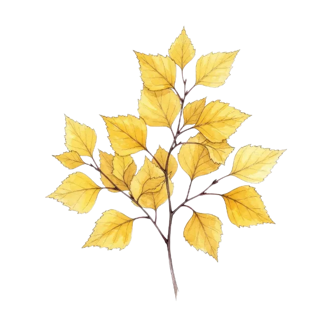 Watercolor Autumn Birch Branch with Yellow Leaves