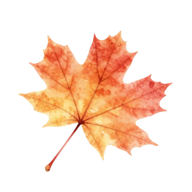 Watercolor Autumn Maple Leaf Illustration