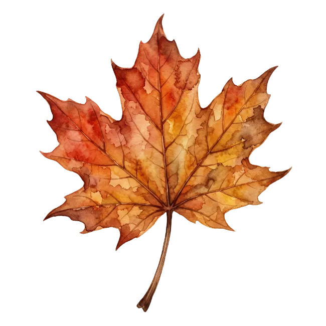 Watercolor Autumn Maple Leaf Illustration
