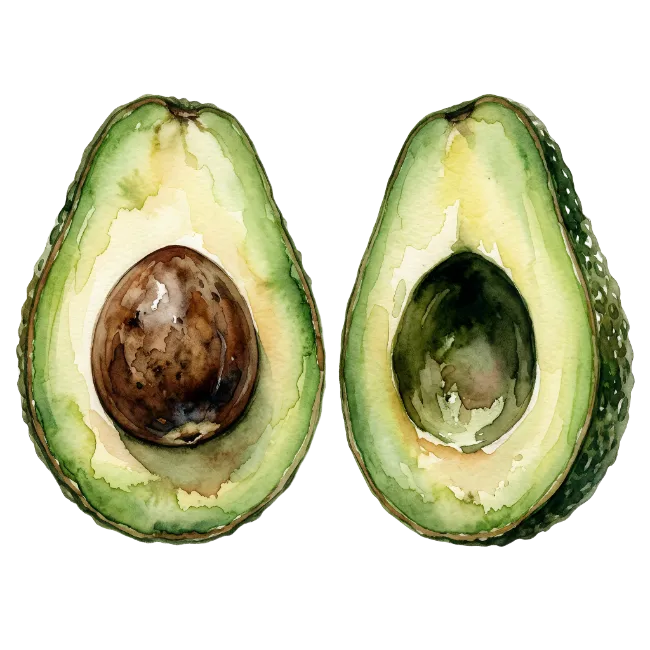 Watercolor Avocado Halves Illustration