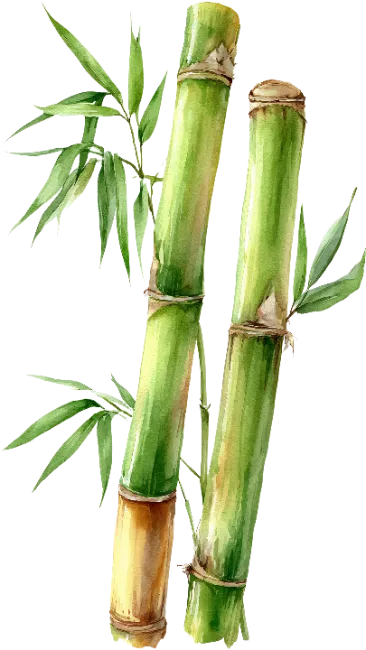 Watercolor Bamboo Stalks with Leaves Illustration