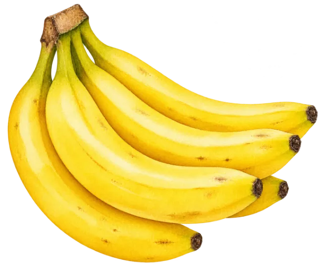 Watercolor Banana Bunch Illustration