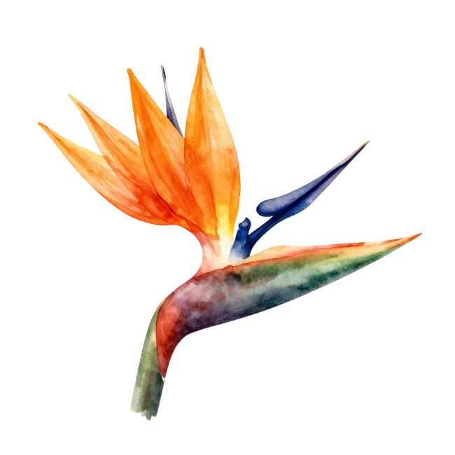 Watercolor Bird of Paradise Flower