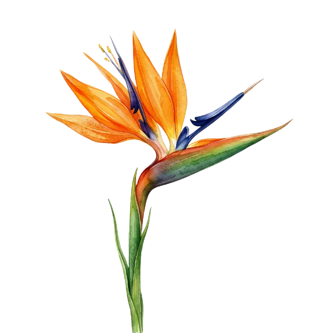 Watercolor Bird of Paradise Flower