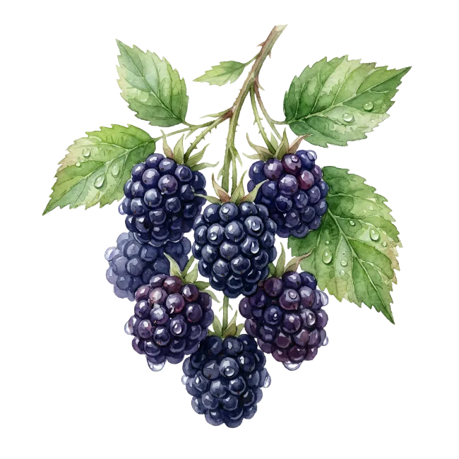 Watercolor Blackberry Fruit Clipart