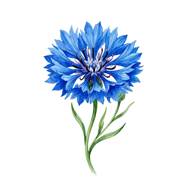Watercolor Blue Cornflower Illustration