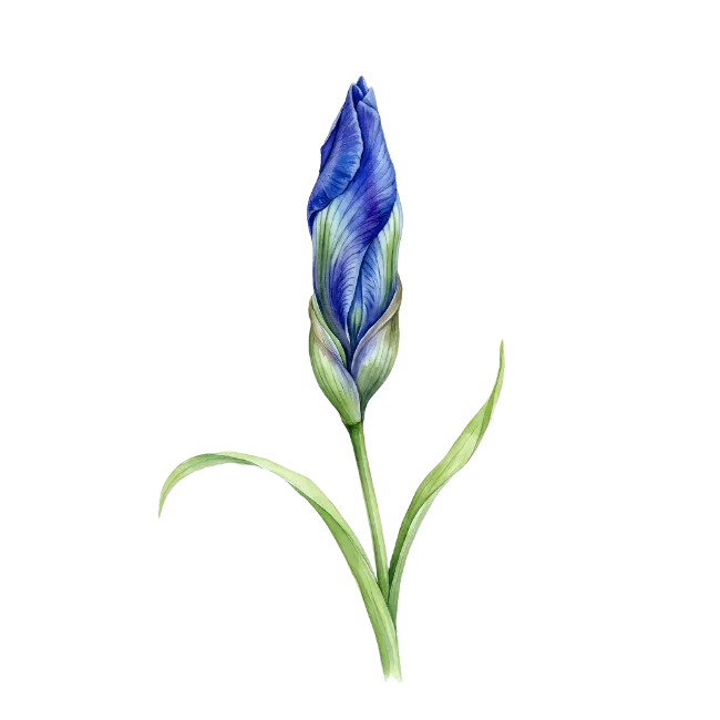 Watercolor Blue Iris Bud Illustration