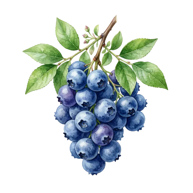 Watercolor Blueberry Branch Illustration