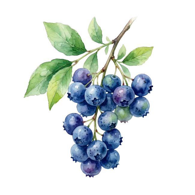 Watercolor Blueberry Branch Illustration