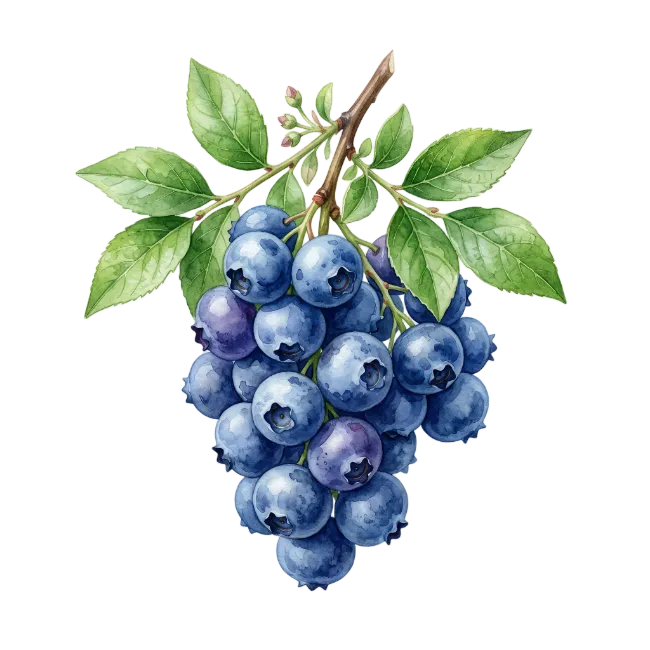 Watercolor Blueberry Cluster with Green Leaves