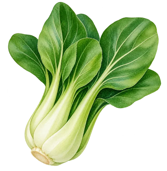 Watercolor Bok Choy Vegetable