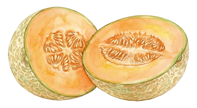 Watercolor Cantaloupe Melon Halves Illustration