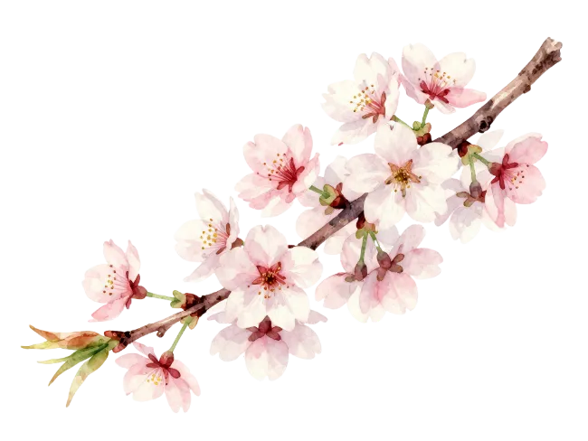 Watercolor cherry blossom branch with pink flowers