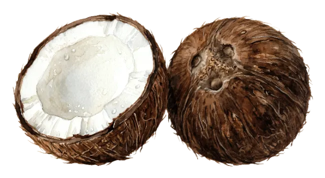 Watercolor Coconut Half and Whole