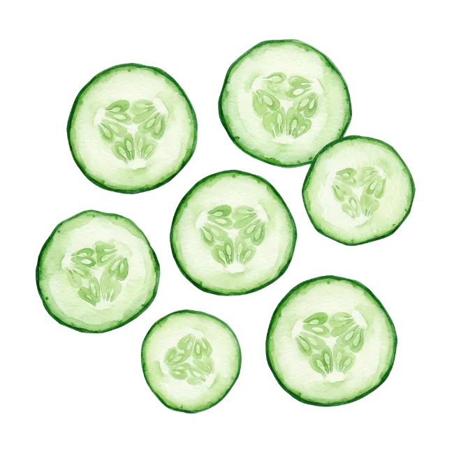 Watercolor Cucumber Slices Illustration