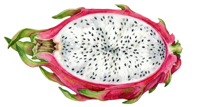 Watercolor Dragon Fruit Half