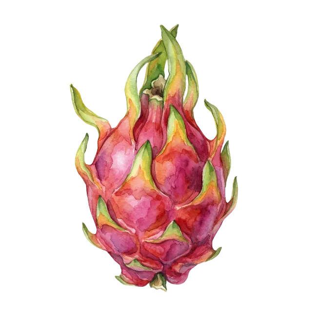 Watercolor Dragon Fruit Illustration