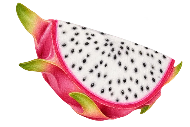 Watercolor Dragon Fruit Slice