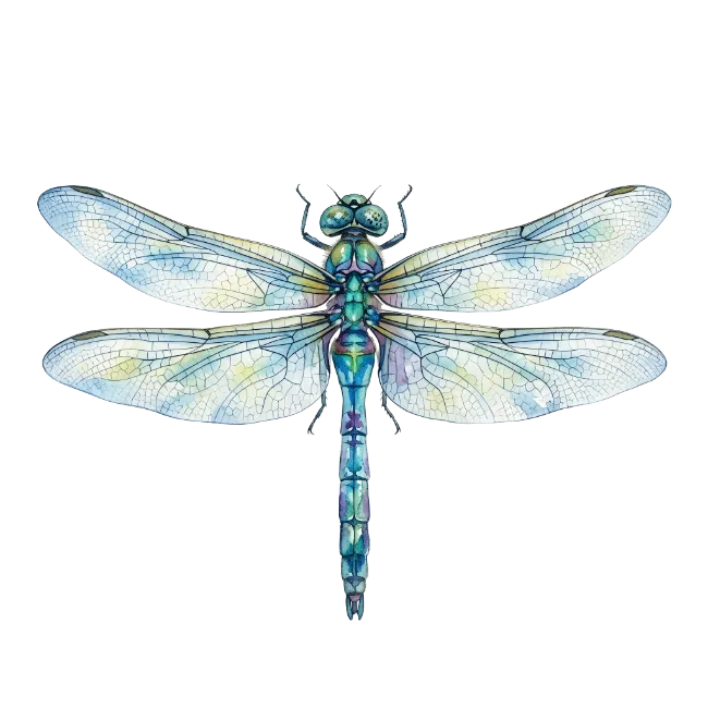 Watercolor Dragonfly Illustration