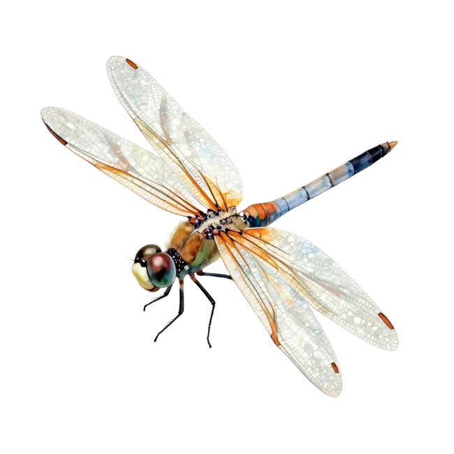 Watercolor dragonfly illustration with intricate wings