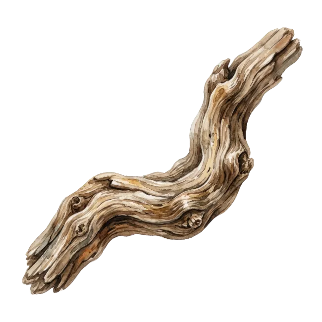 Watercolor Driftwood Branch Illustration