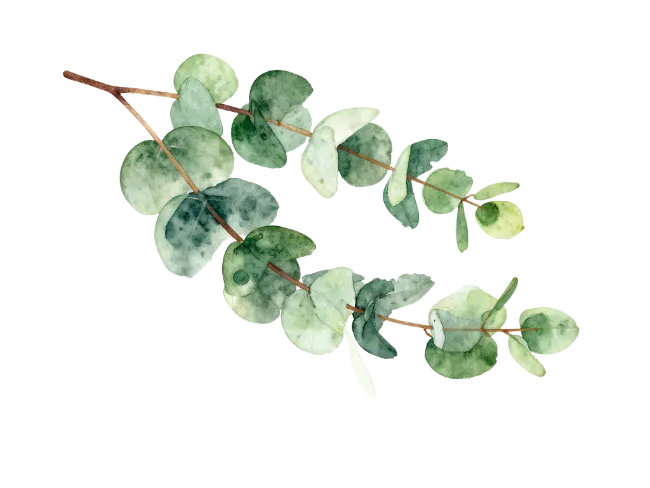Watercolor Eucalyptus Branch Illustration