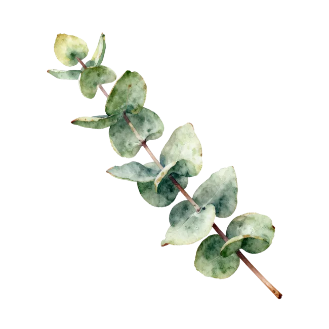 Watercolor Eucalyptus Branch Illustration