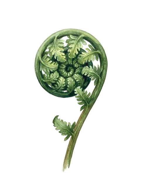 Watercolor Fiddlehead Fern Frond Illustration