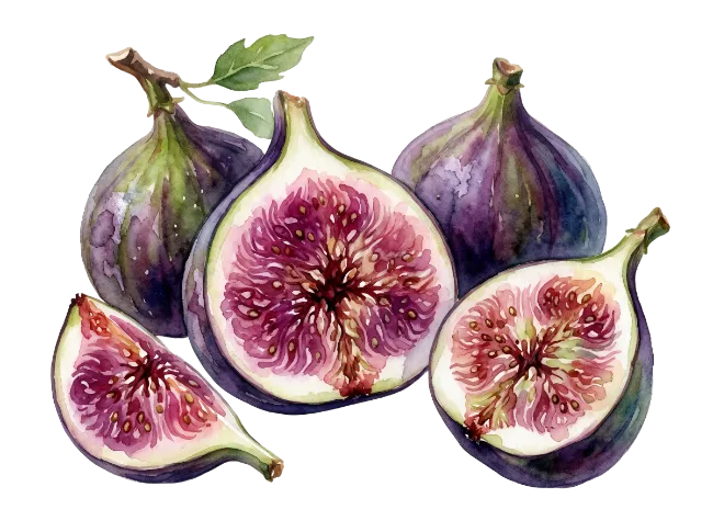 Watercolor Fig Fruit Illustration