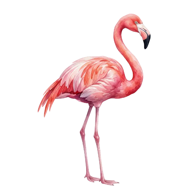 Watercolor Flamingo Bird Illustration